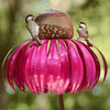 1+1 GRATIS | FloraBird™ - Kegelbloemen vogelvoederhuisje